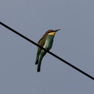 European Bee-eater