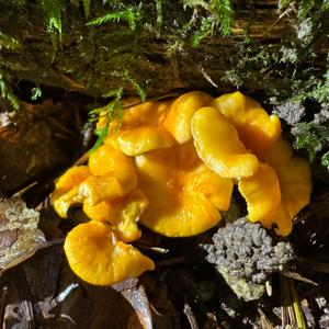 Fries´s Chanterelle