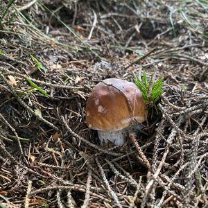 Steinpilz