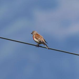 Eurasian Linnet