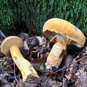 Golden False Pholiota