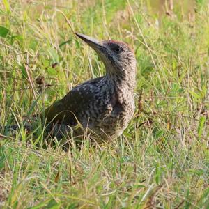 Eurasian Green Woodpecker