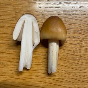 Gelbbräunlicher Scheidenstreifling
