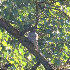 Eurasian Sparrowhawk