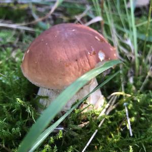 Steinpilz