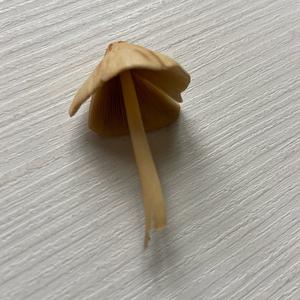 Mycena, Common