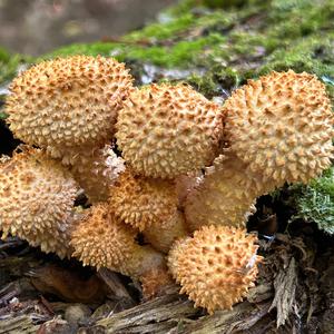 Scaly Pholiota