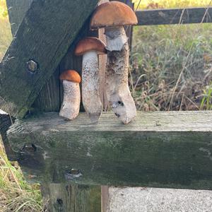 Orange Birch Bolete