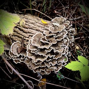 Turkey-tail