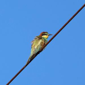 European Bee-eater