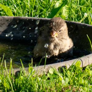 Eurasian Tree Sparrow