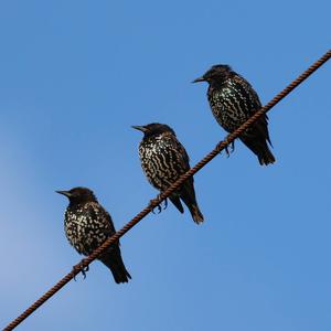Common Starling