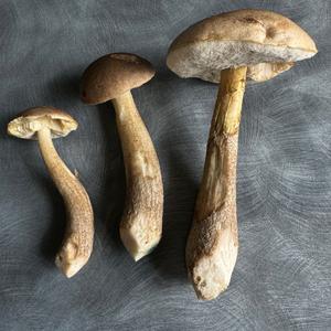 Scaber Stalk, Common