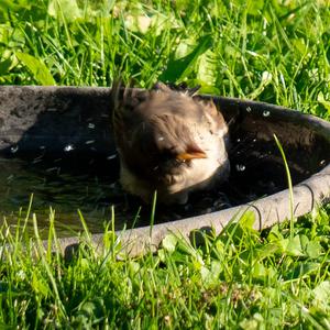 Eurasian Tree Sparrow