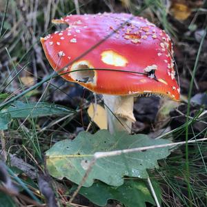 Fliegenpilz