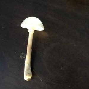 Rosablättriger Champignon-Schirmling