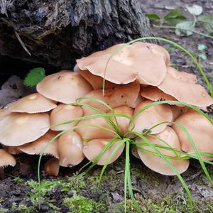 Tufted Collybia
