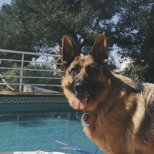 Deutscher Schäferhund