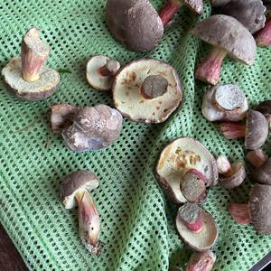 Red-cracked Bolete