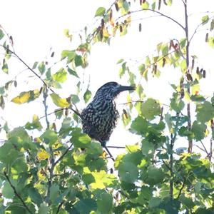 Spotted Nutcracker