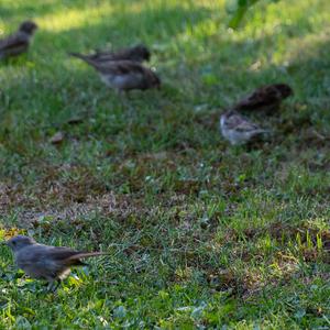 Eurasian Tree Sparrow