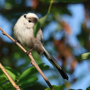 Long-tailed Tit