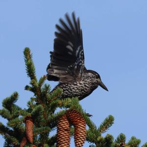 Spotted Nutcracker
