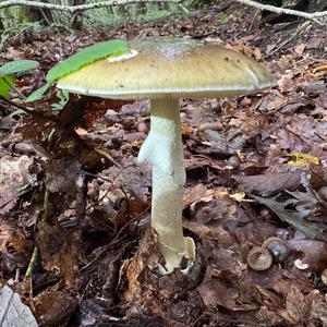 Death Cap