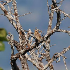 Eurasian Wryneck