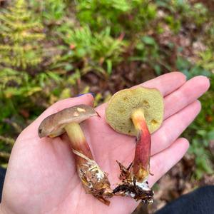 Red-cracked Bolete