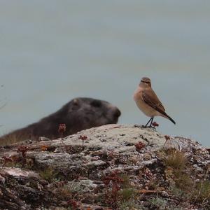 Northern Wheatear
