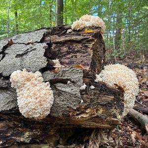 Bear`s Head Tooth