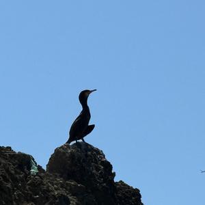 Kormoran