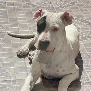 Dogo Argentino