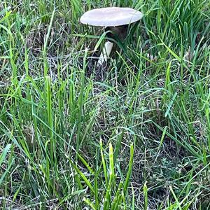 Grüner Knollenblätterpilz