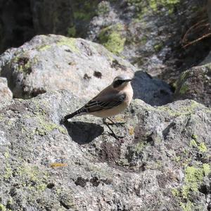 Northern Wheatear