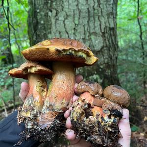 Dotted-stem Bolete