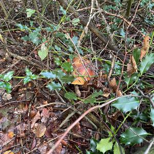 Dotted-stem Bolete