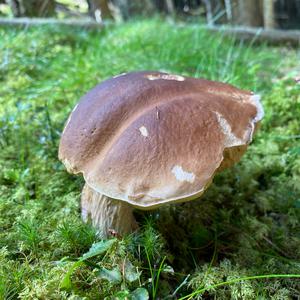 King Bolete