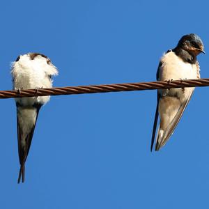 Barn Swallow
