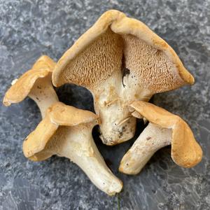 Hedgehog Fungus, Common