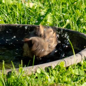 Eurasian Tree Sparrow