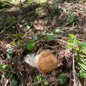 Steinpilz