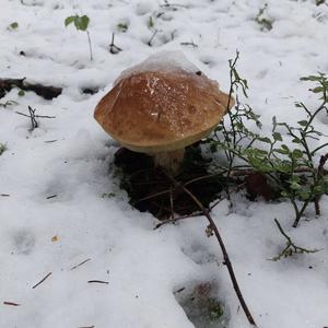 King Bolete