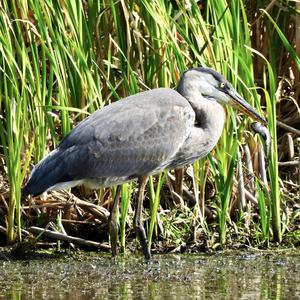 Great Blue Heron
