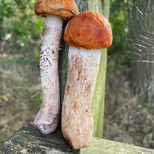 Orange Birch Bolete