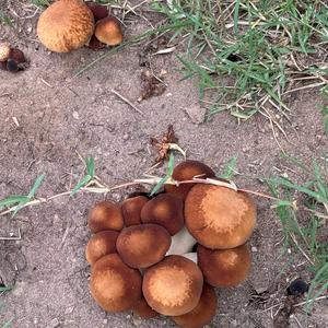 Unknown Species