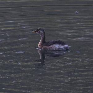 Zwergtaucher