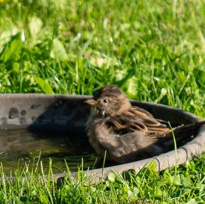Eurasian Tree Sparrow