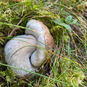 King Bolete